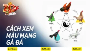 Cách đặt cược đá gà theo mệnh tại Zowin